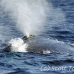whale_humpback_h_00845_dom2962.jpg